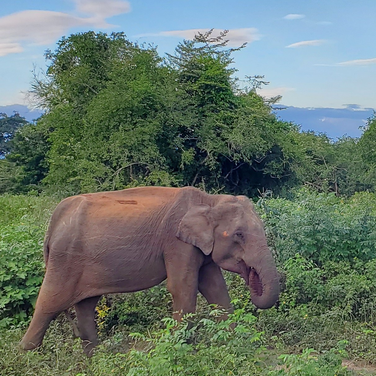 impressions-of-sri-lanka-chasingmirages